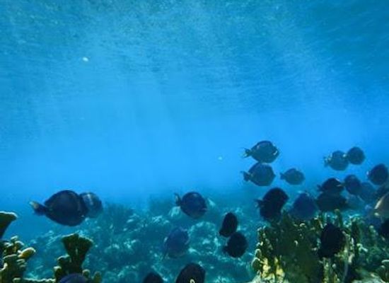 honduras/cayos-cochinos/attraction/nikki-s-coral-garden