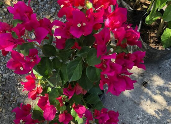 belize/caye-caulker/attraction/oscarito-n-josue-flowers