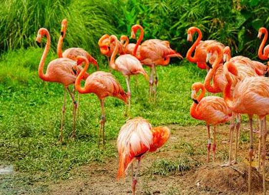singapore/jurong/attraction/bird-paradise