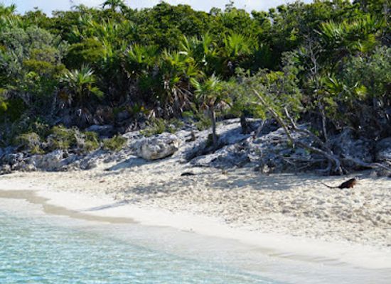 the-bahamas/exuma/attraction/iguana-beach