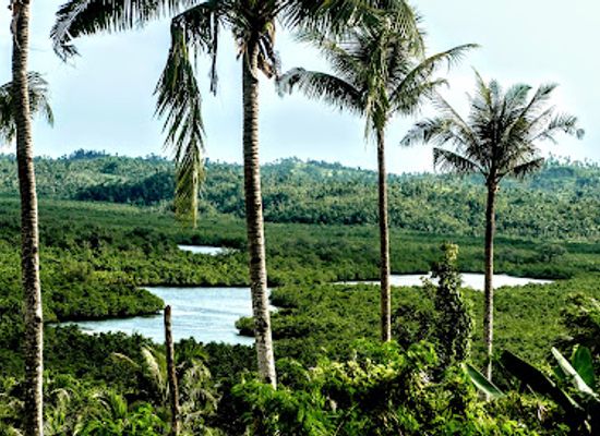 philippines/siargao/attraction/coconut-plantation