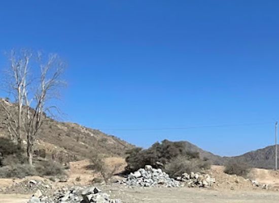 saudi-arabia/makkah/attraction/the-oldest-tree-in-saudi-arabia