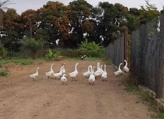 angola/lobito-bay/attraction/quinta-dos-gansos