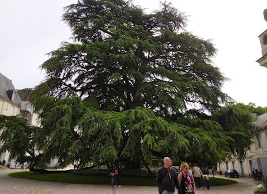 france/tours/attraction/arbre-remarquable