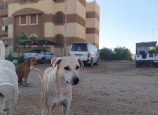 egypt/dahab/attraction/good-dogs-place