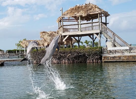 florida/florida-keys/attraction/dolphin-research-center