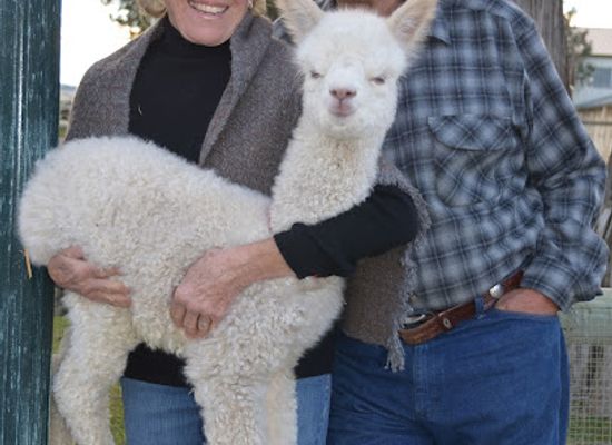 oregon/jefferson-county/attraction/alpaca-country-estates