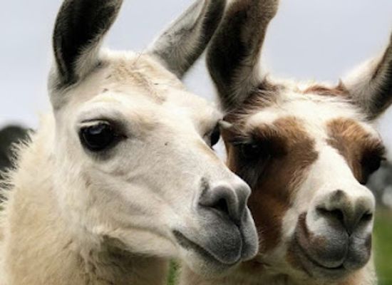 united-kingdom/yorkshire-and-the-humber/attraction/nidderdale-llamas