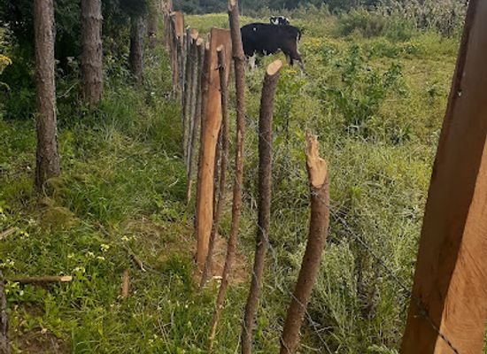 kenya/nyandarua-range/attraction/dundori-forest