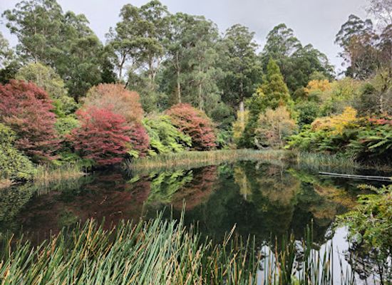 australia/yarra-valley/attraction/dandenong-ranges-botanic-garden