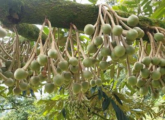 malaysia/central-region/attraction/karak-organic-durian-farm