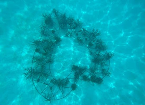 maldives/dhaalu-atoll/attraction/coral-heart