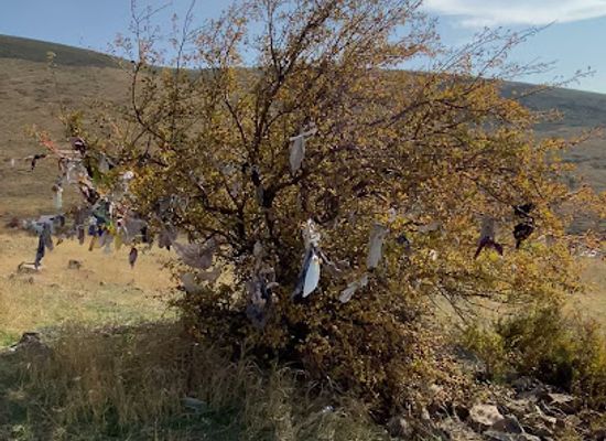 armenia/mount-aragats/attraction/magic-tree