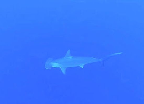 maldives/gnaviyani-atoll/attraction/gemanafushi-hammerhead-point