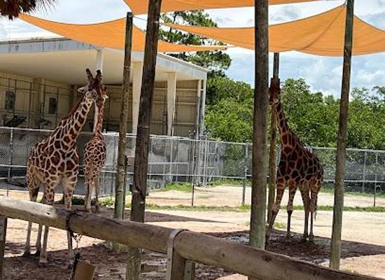 florida/cape-coral/attraction/naples-zoo-at-caribbean-gardens