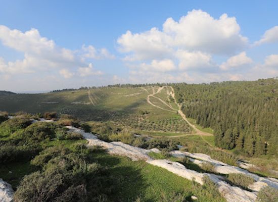 israel/shephelah/attraction/the-president-s-forest