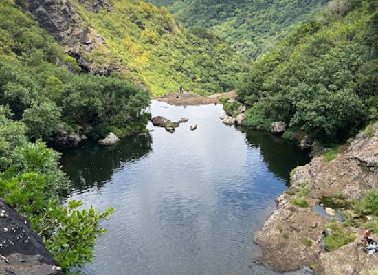 mauritius/tamarin/attraction/mauritius-dolphins-swim-with-dolphins