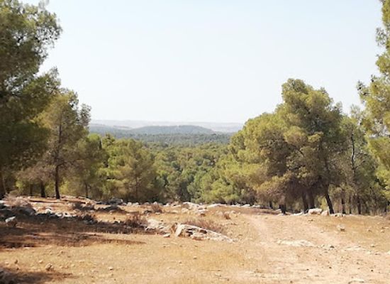 israel/judean-desert/attraction/yatir-forest
