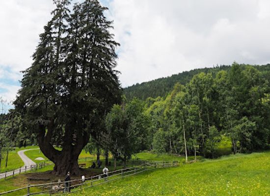 austria/gailtal/attraction/kandelaberfichte