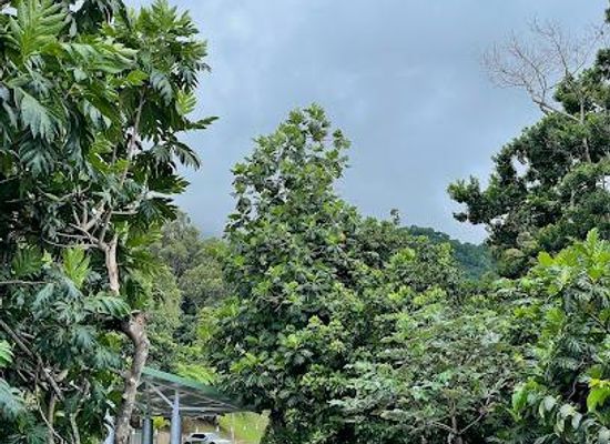 puerto-rico/vieques/attraction/el-portal-de-el-yunque-visitor-center-el-yunque-national-forest