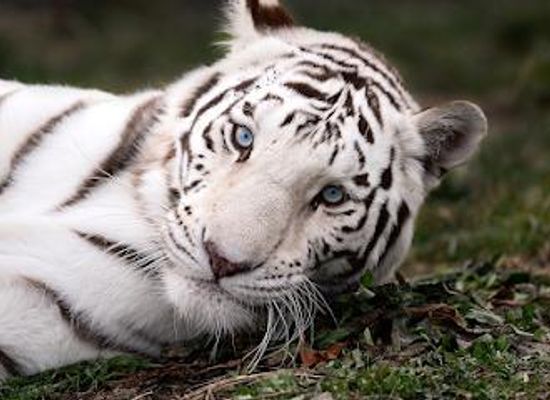 missouri/white-river-basin/attraction/national-tiger-sanctuary