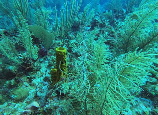 belize/san-pedro/attraction/mata-chica-canyons