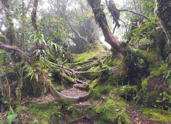 malaysia/ipoh/attraction/mossy-forest