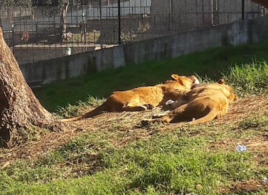 algeria/hodna-mountains/attraction/animal-park-kissir-el-aouana