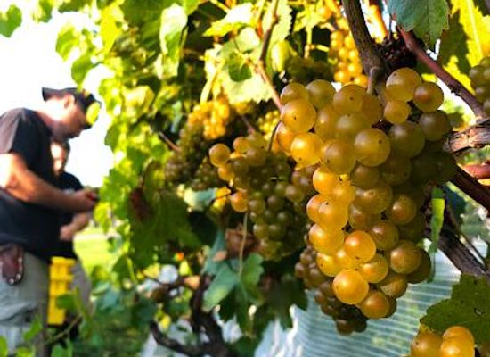 west-virginia/harper-s-ferry/attraction/linganore-winecellars