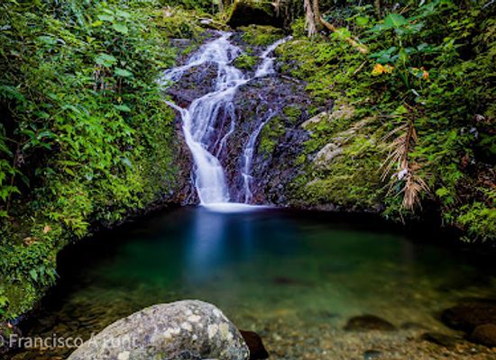 puerto-rico/south-region/attraction/bosque-estatal-toro-negro
