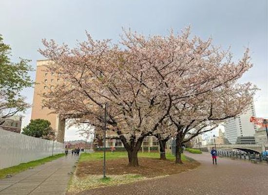 japan/tokyo/attraction/unga-park
