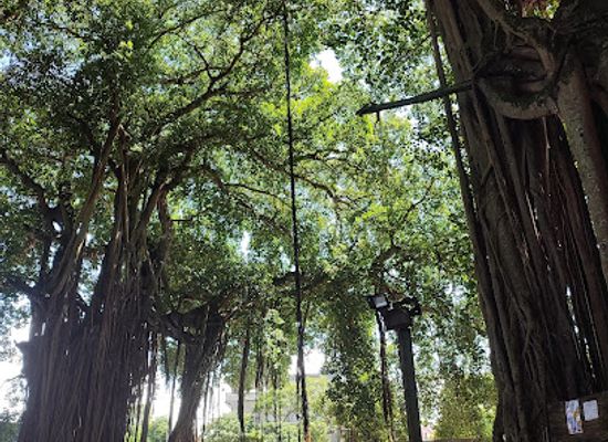 madagascar/toamasina/attraction/vavatiana-giant-strangler-figs