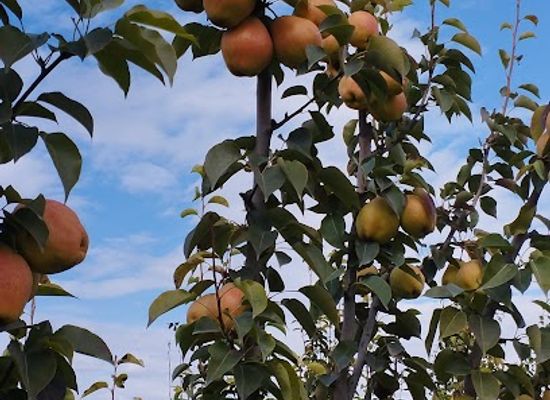 armenia/khor-virap/attraction/pear-garden