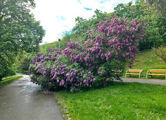 czechia/prague/attraction/lilac-bench