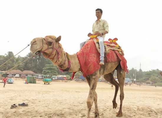 india/gokarna/attraction/camel-ride