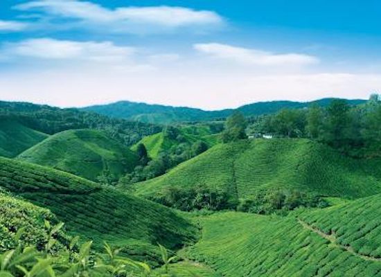 malaysia/ipoh/attraction/boh-tea-centre-sungei-palas-garden