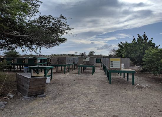 british-virgin-islands/anegada/attraction/anegada-rock-iguana-headstart-facility