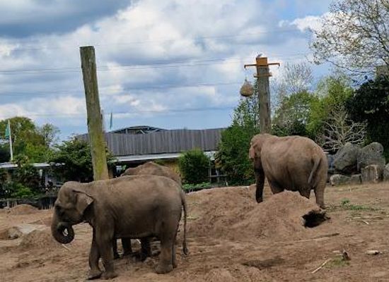 united-kingdom/liverpool/attraction/chester-zoo
