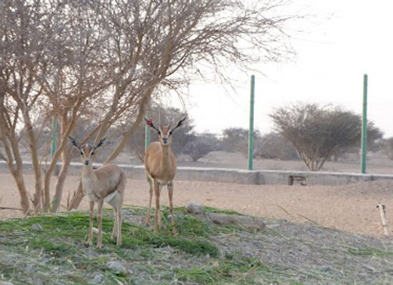 oman/wadi-bani-khalid/attraction/al-saleel-national-park