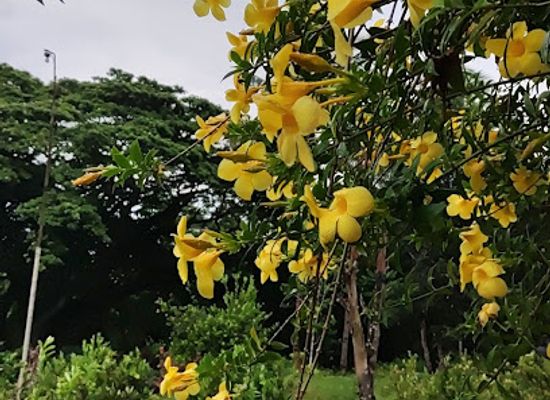 philippines/camiguin/attraction/dal-as
