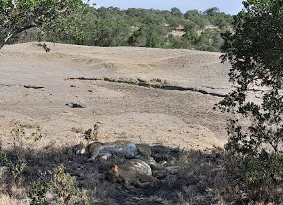 kenya/nyandarua-range/attraction/ol-pejeta-conservancy