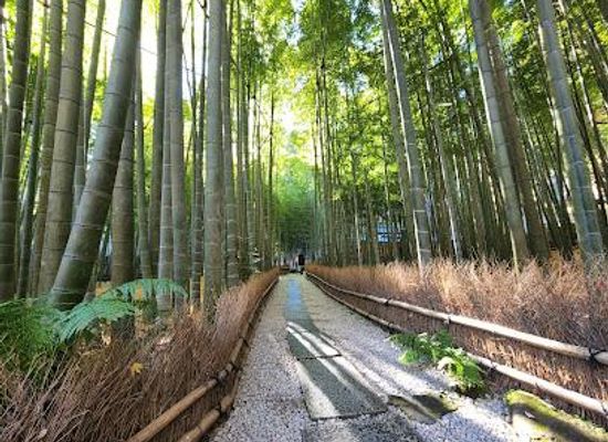 japan/sagami/attraction/hokoku-ji