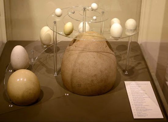 austria/bregenzerwald/attraction/egg-museum