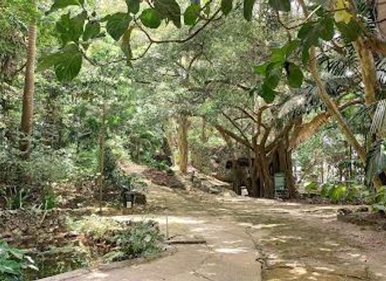 barbados/paynes-bay/attraction/welchman-hall-gully