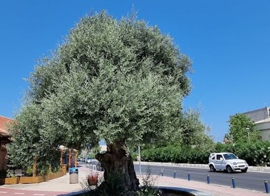 greece/heraklion/attraction/old-olive-tree