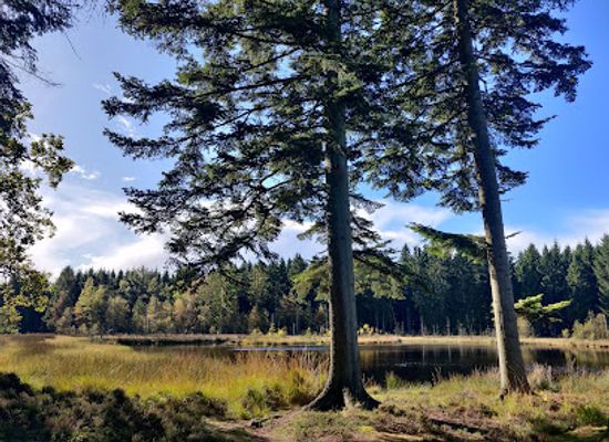 denmark/viborg/attraction/skrikes-plantage