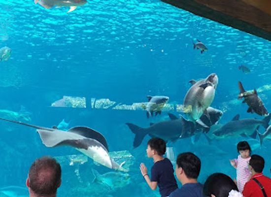 singapore/sentosa-island/attraction/s-e-a-aquarium