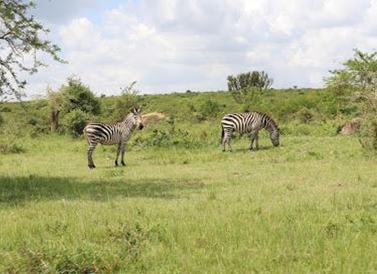 uganda/mbarara/attraction/lake-mburo-national-park