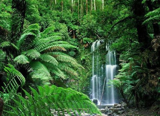 madagascar/diana/attraction/zahamena-national-park