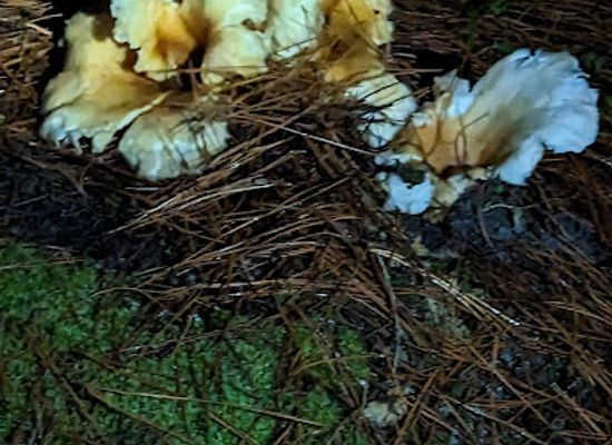 australia/limestone-coast/attraction/mount-gambier-forest-reserve